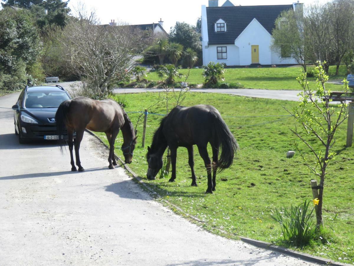 Letterfrack Farmhouse On Equestrian Farm In Letterfrack Beside Connemara National Park Tullywee Bridge Buitenkant foto